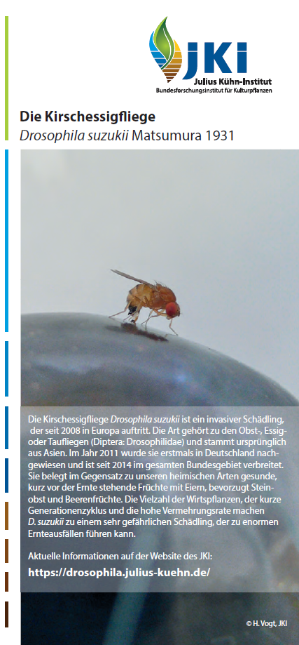 Titelbild Drosophila suzukii Mai2019